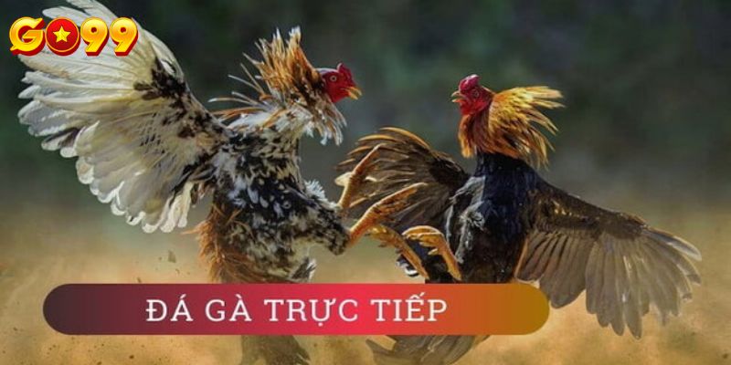 4 Kinh nghiệm xem live đá gà tại GO99 4 Kinh nghiệm xem live đá gà tại GO99