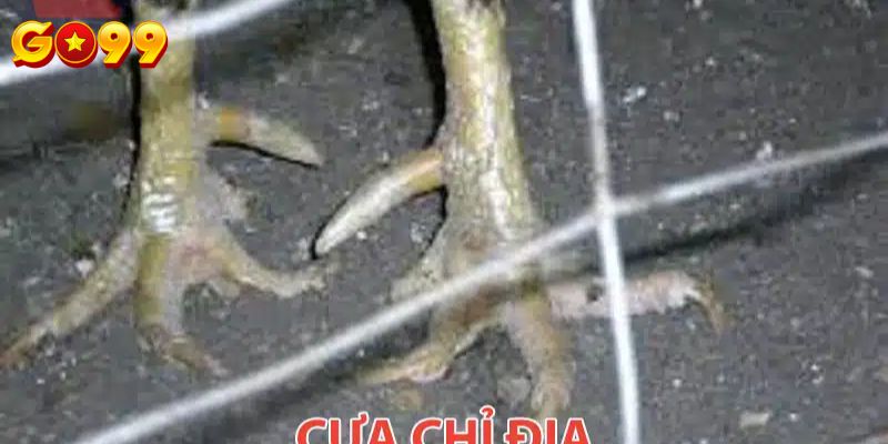 Phân loại các loại vảy thường gặp ở gà đá cựa sắt Phân loại các loại vảy thường gặp ở gà đá cựa sắt